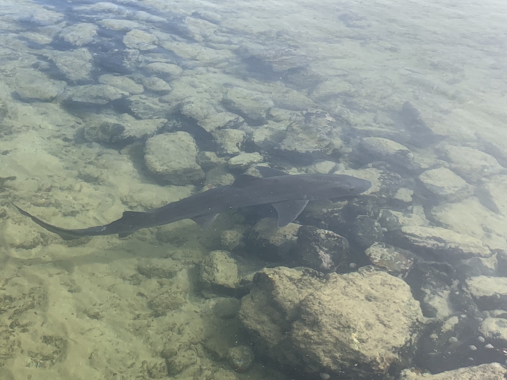 Common Smooth-hound