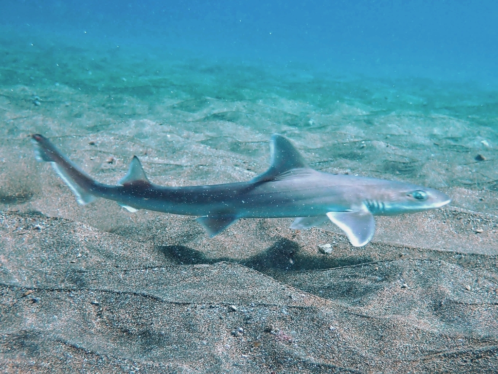 Common Smooth-hound