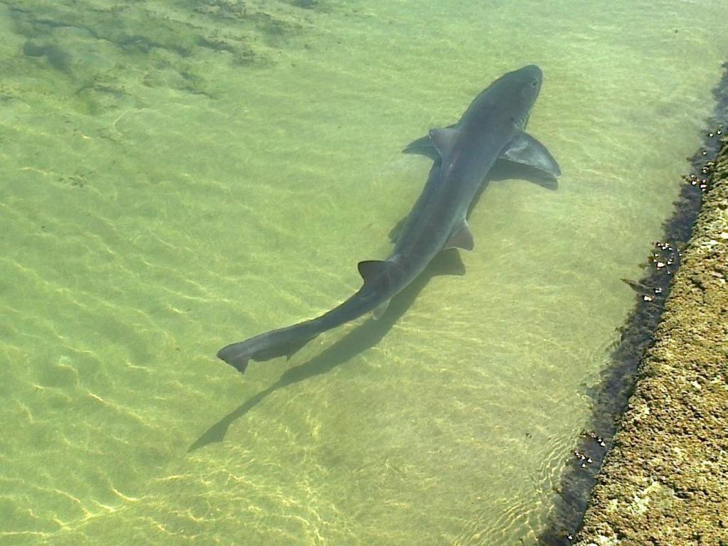 Common Smooth-hound