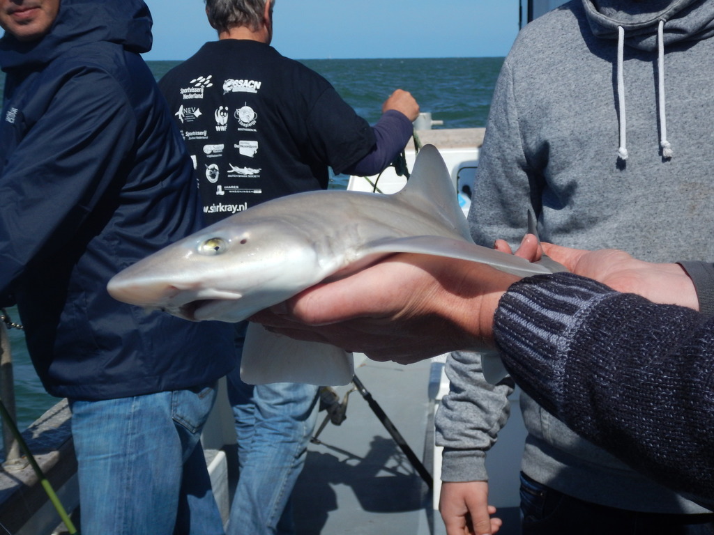 Common Smooth-hound