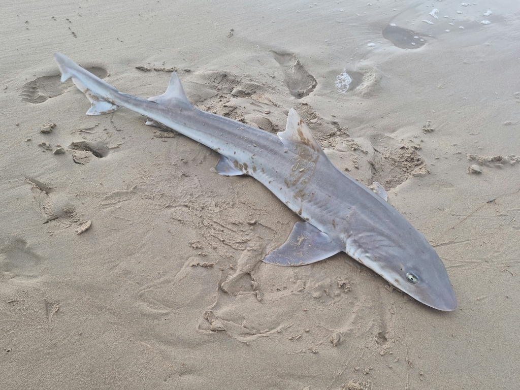 Common Smooth-hound