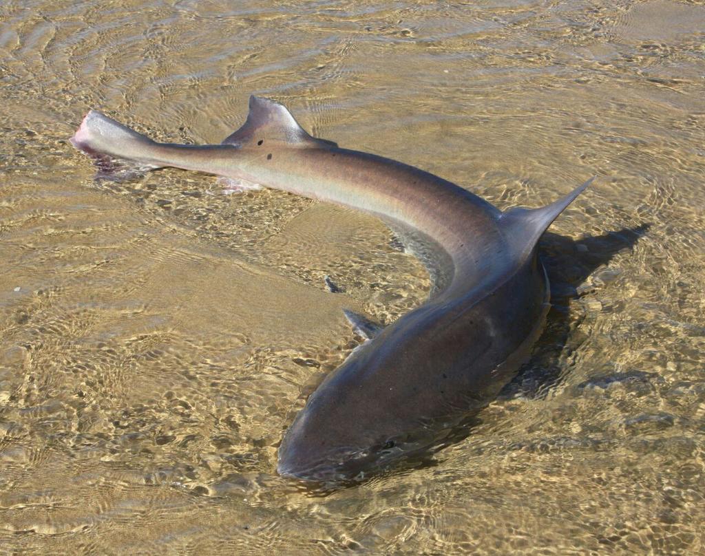 Common Smooth-hound