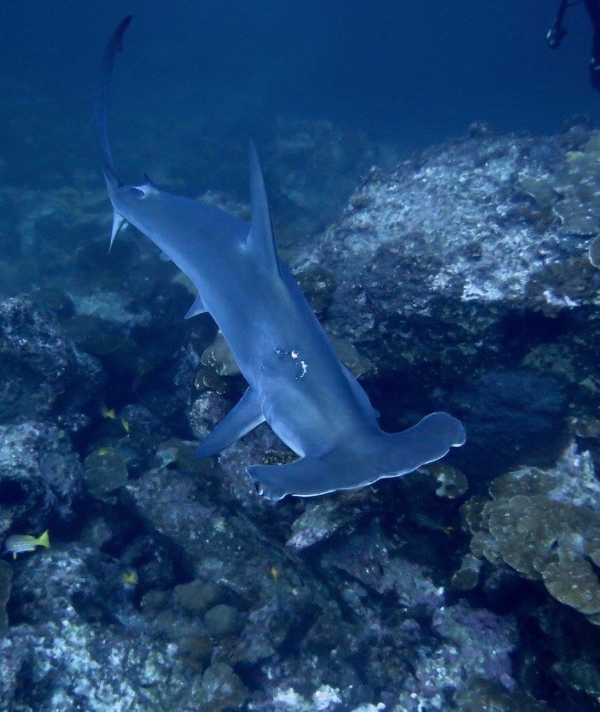 Scalloped Hammerhead