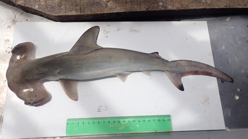 Scalloped Hammerhead