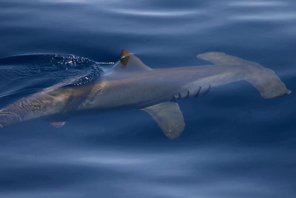 Scalloped Hammerhead