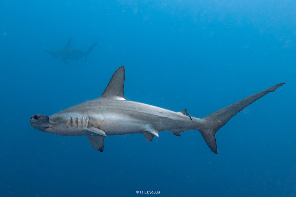 Scalloped Hammerhead