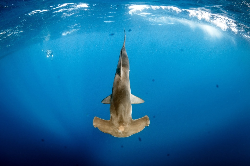 Smooth Hammerhead