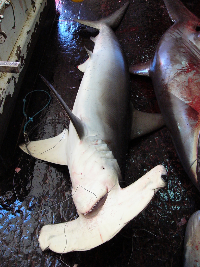 Smooth Hammerhead