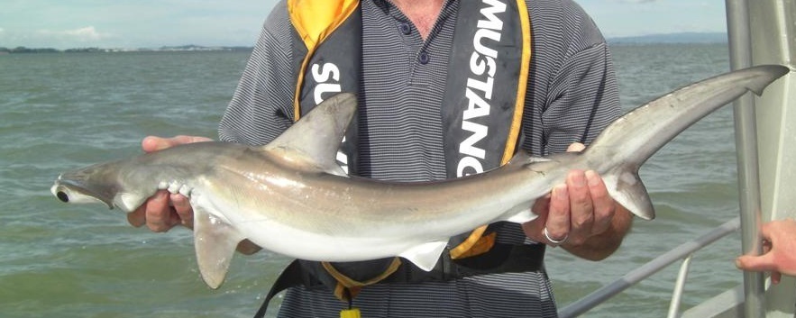 Smooth Hammerhead