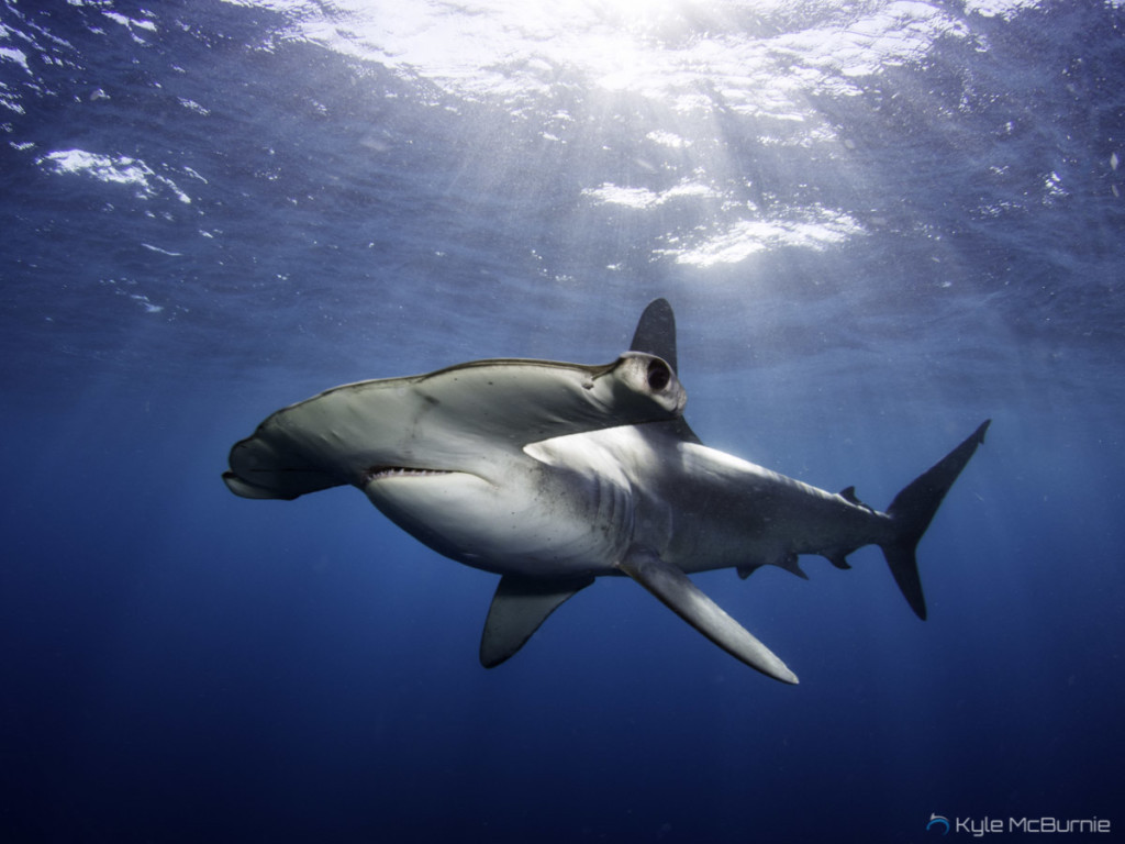 Smooth Hammerhead