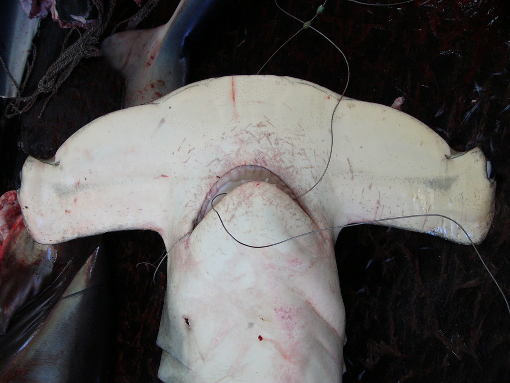 Smooth Hammerhead