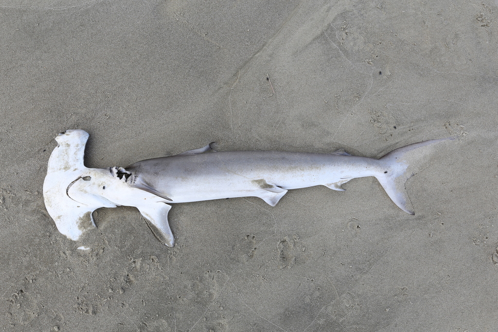 Smooth Hammerhead