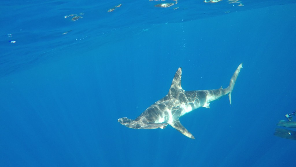 Smooth Hammerhead