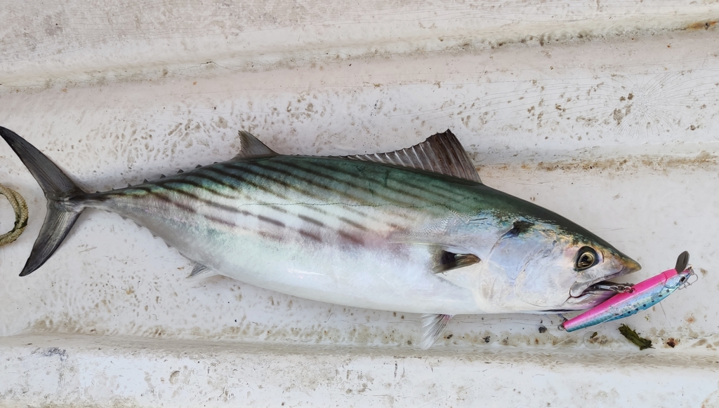 Atlantic Bonito