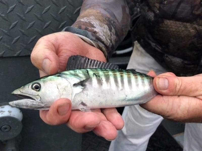 Atlantic Bonito