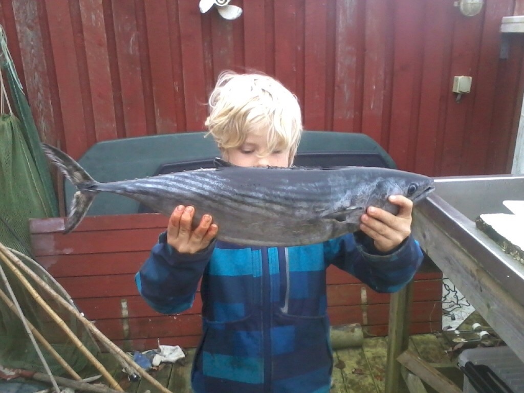 Atlantic Bonito