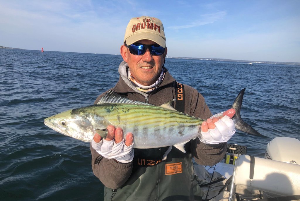 Atlantic Bonito