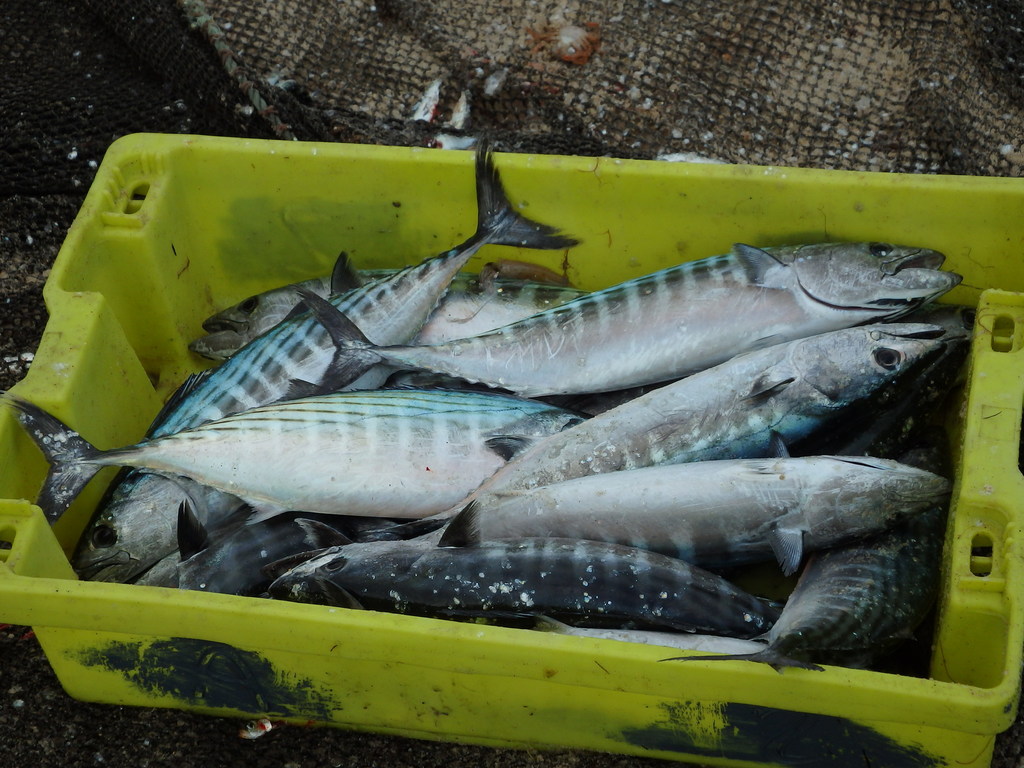 Atlantic Bonito