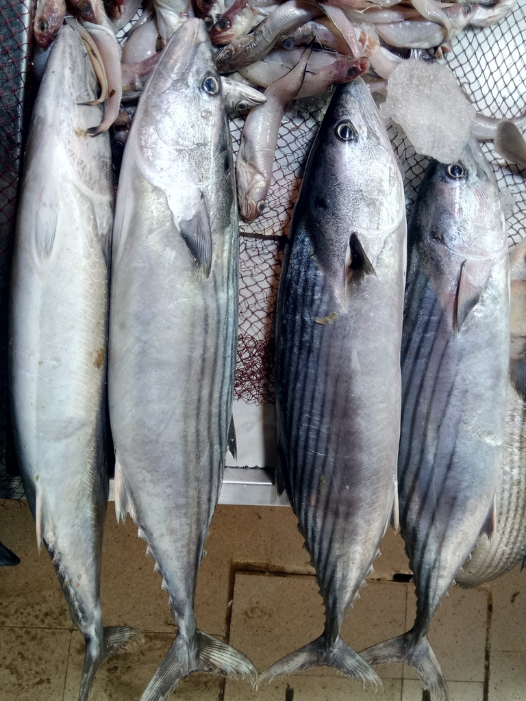 Atlantic Bonito
