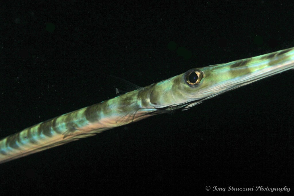 Bluespotted Cornetfish
