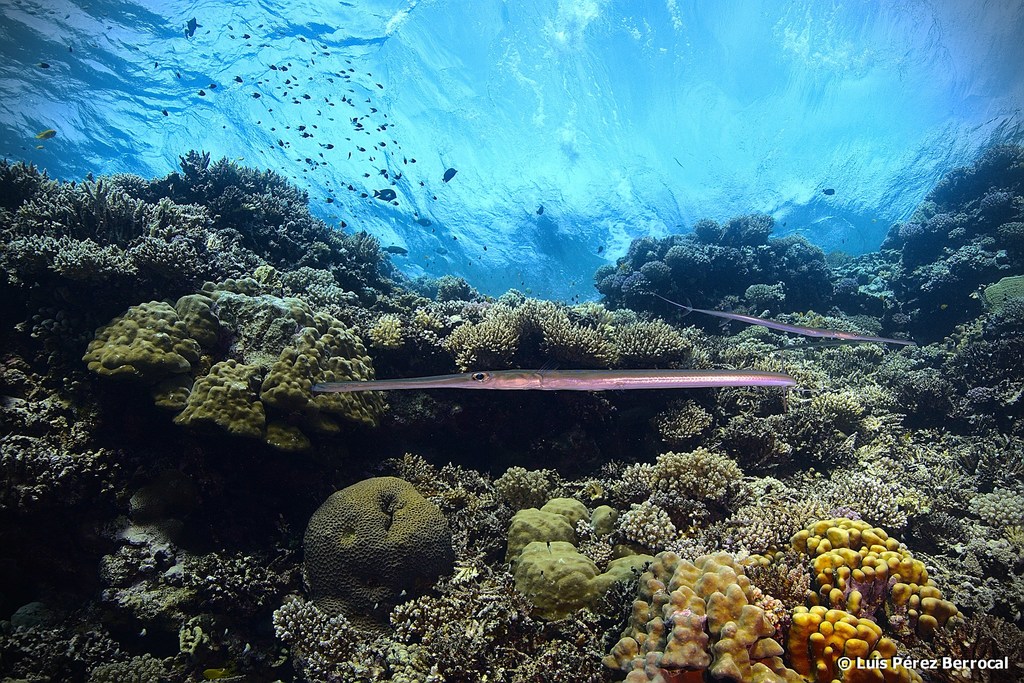 Bluespotted Cornetfish