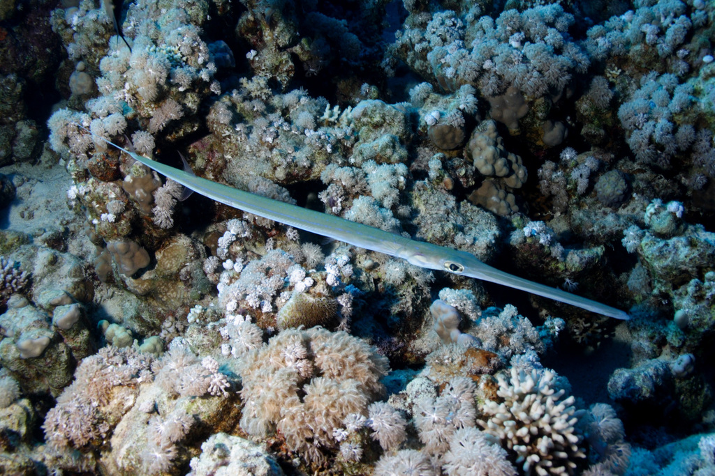 Bluespotted Cornetfish