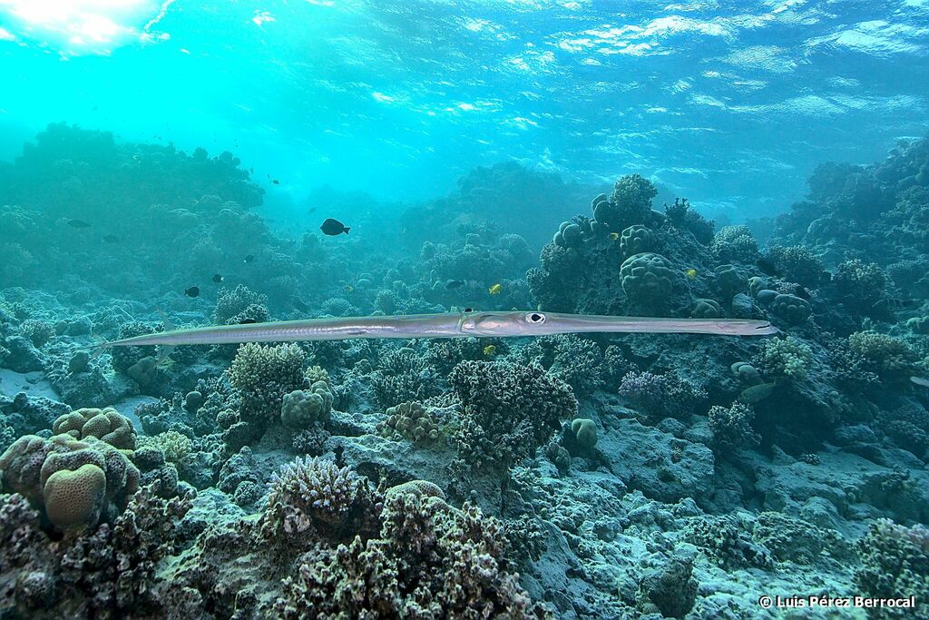 Bluespotted Cornetfish