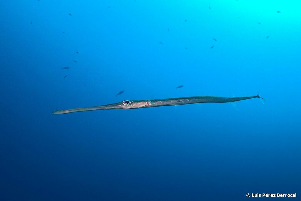 Bluespotted Cornetfish