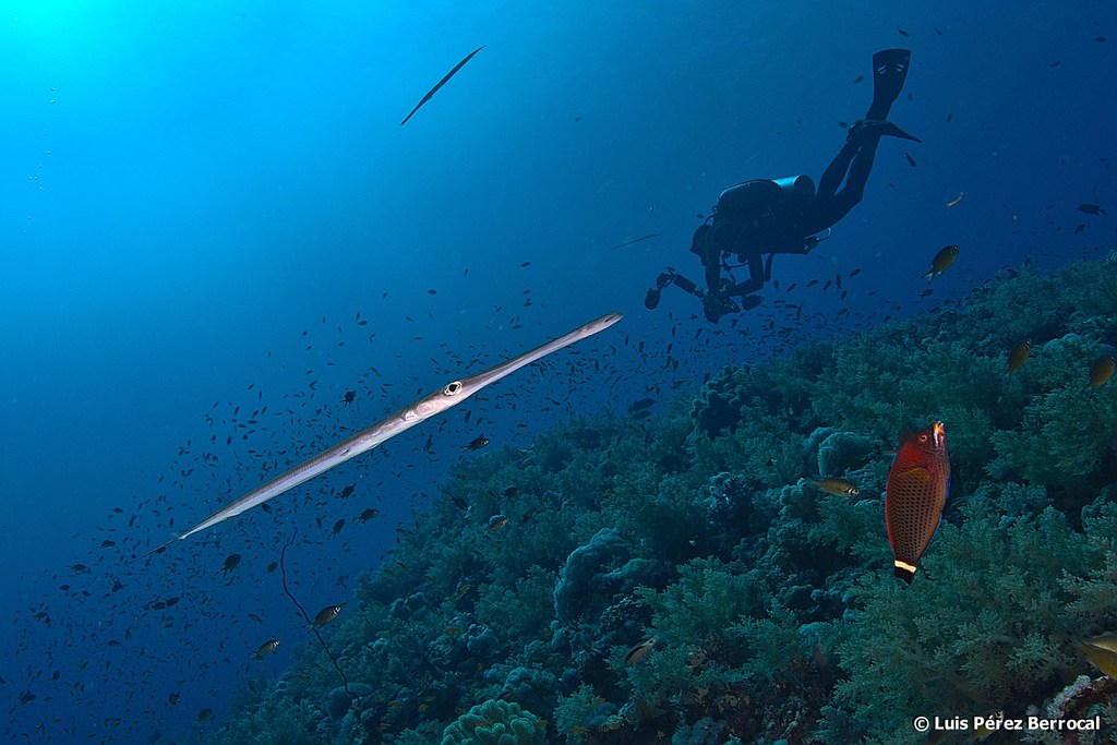 Bluespotted Cornetfish