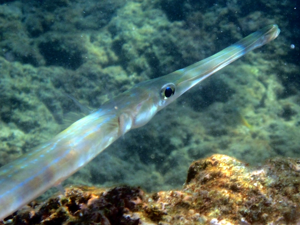 Bluespotted Cornetfish