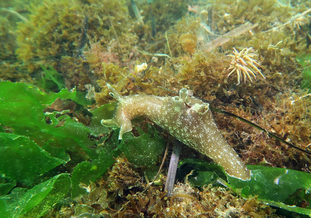 Spotted Seahare