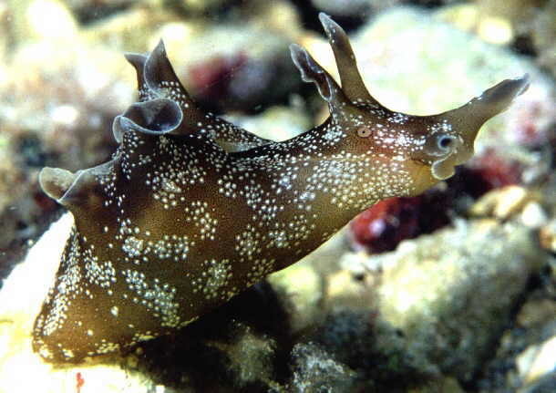 Spotted Seahare