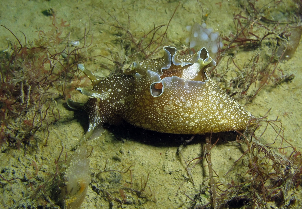 Spotted Seahare