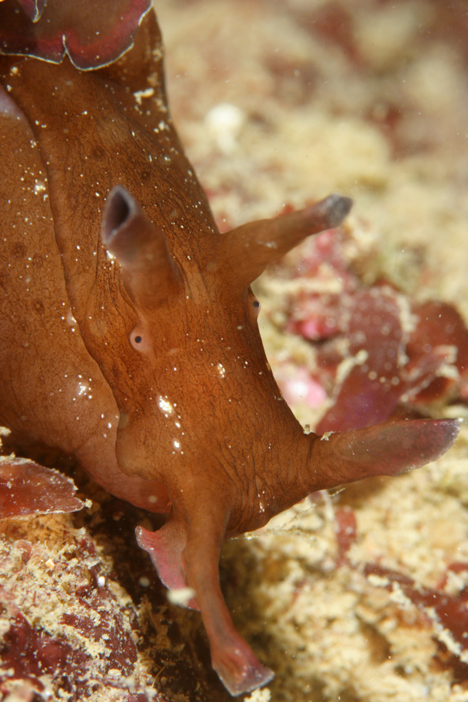 Spotted Seahare