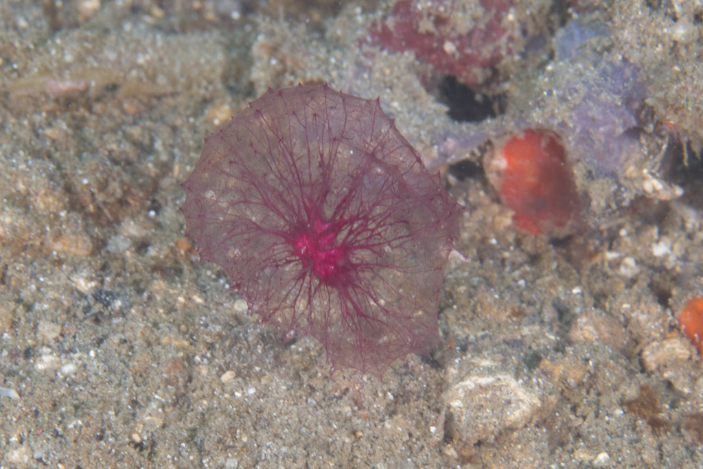 Puffball Sponge