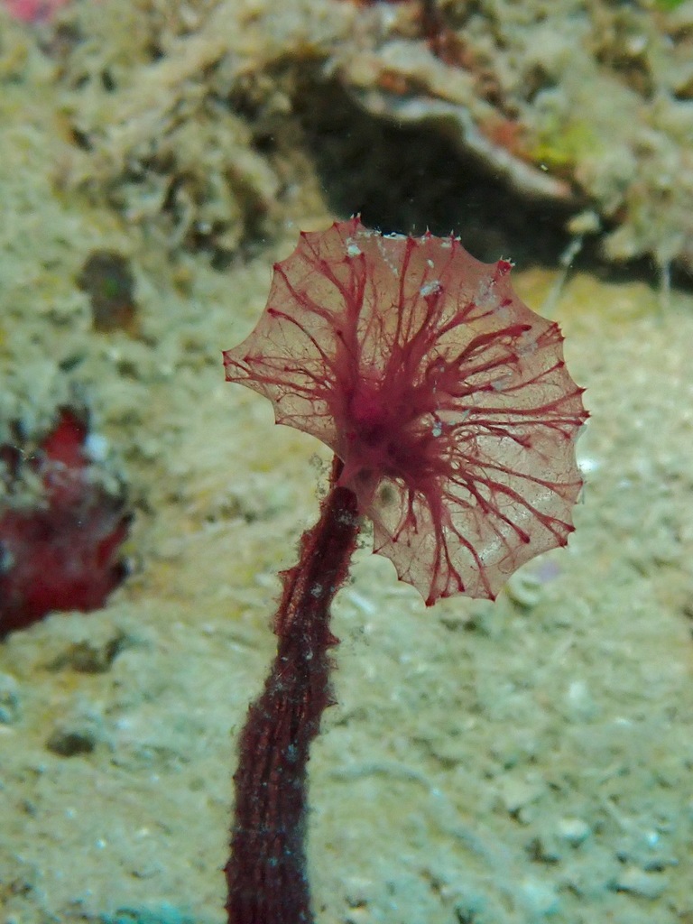 Puffball Sponge