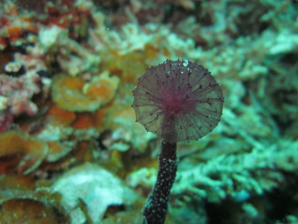 Puffball Sponge