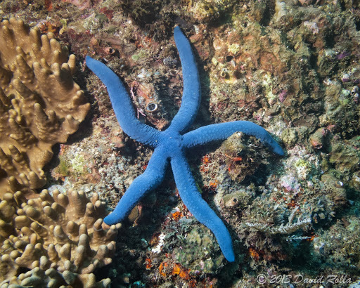 Blue Linckia