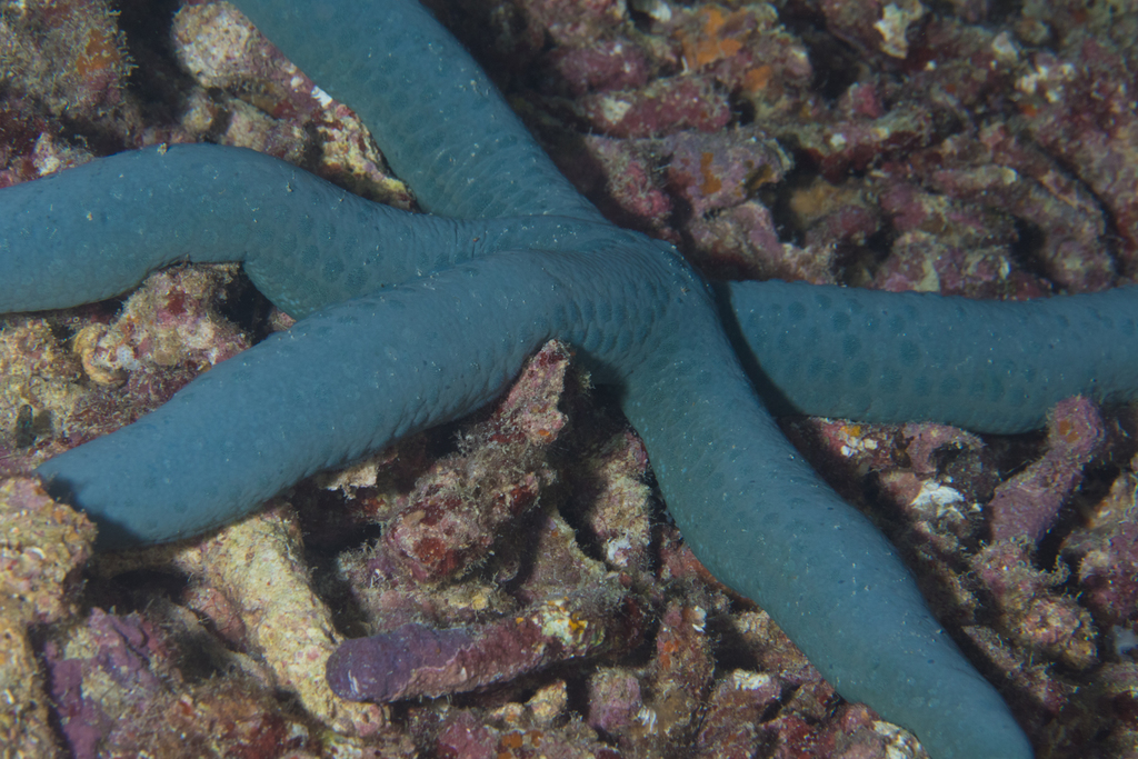 Blue Linckia