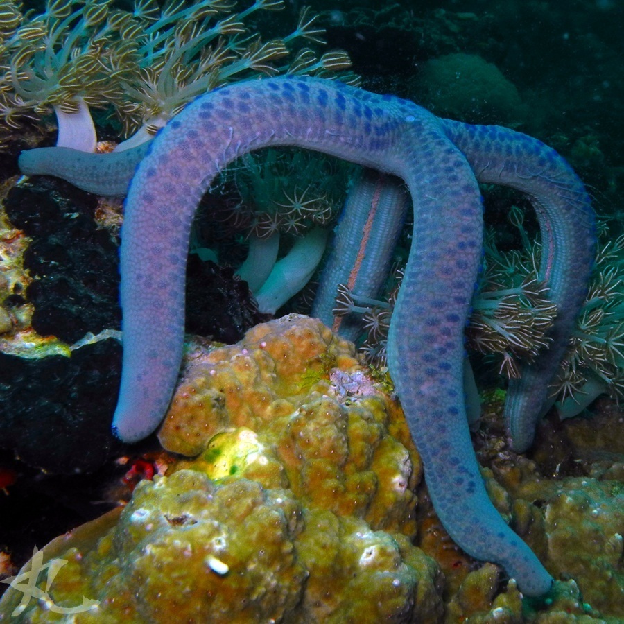 Blue Linckia