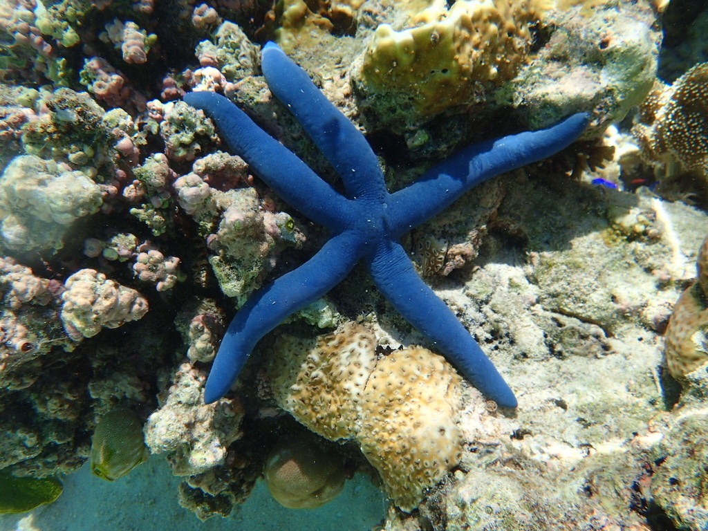 Blue Linckia