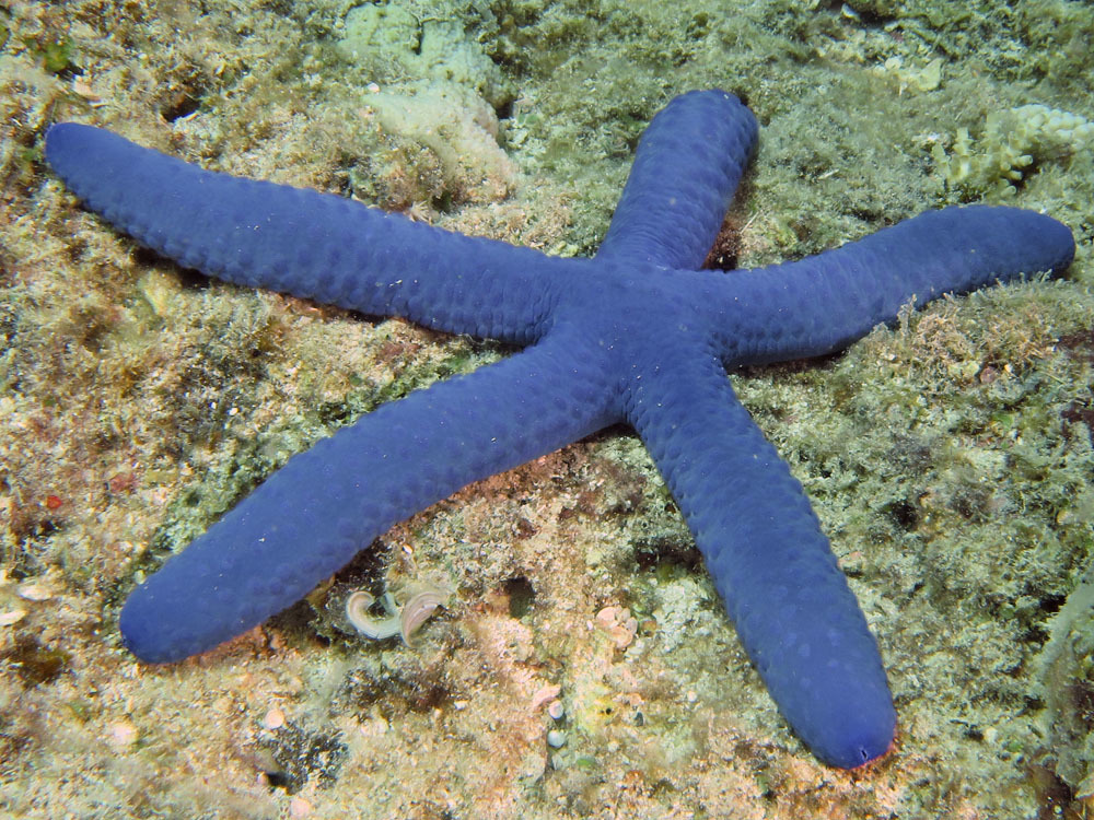 Blue Linckia