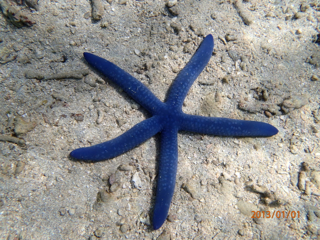 Blue Linckia