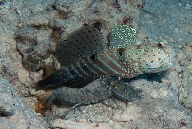 Harlequin Prawn-goby