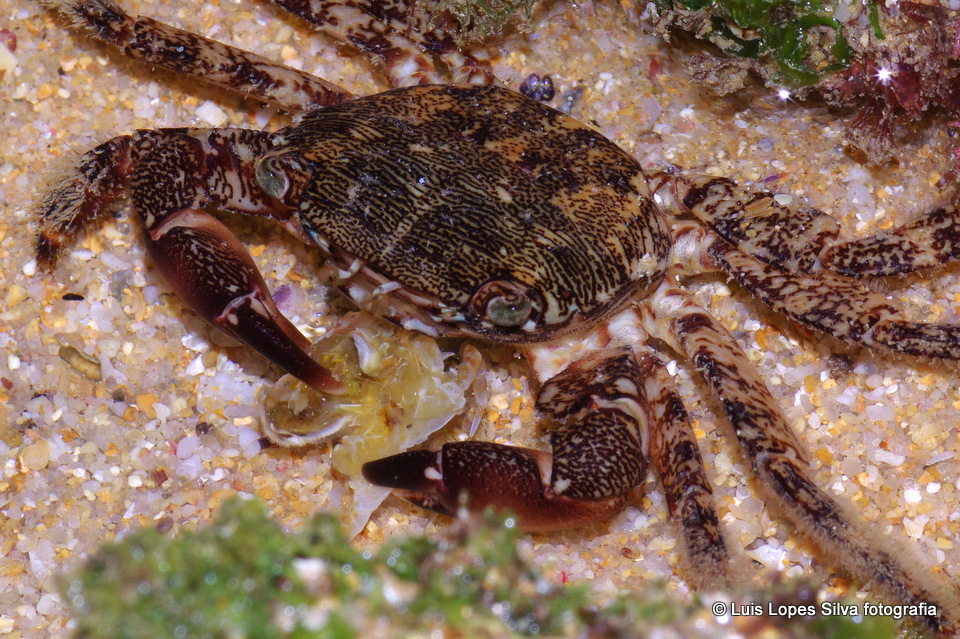 Marbled Crab