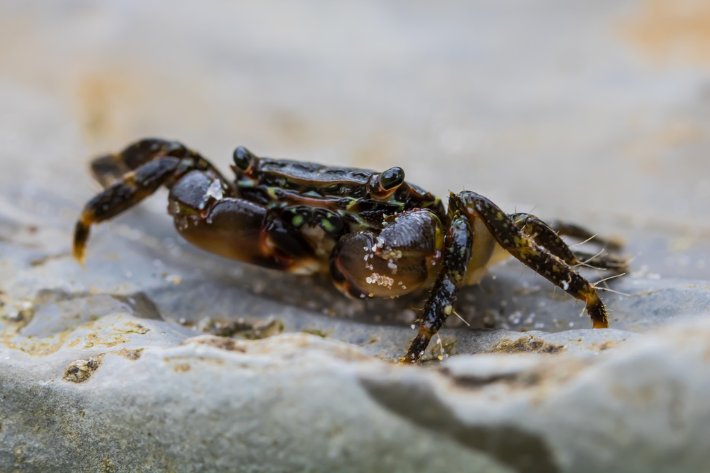 Marbled Crab
