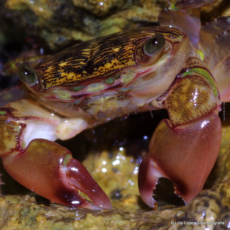 Marbled Crab