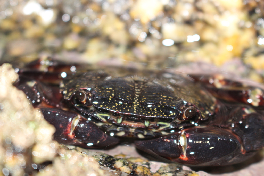 Marbled Crab
