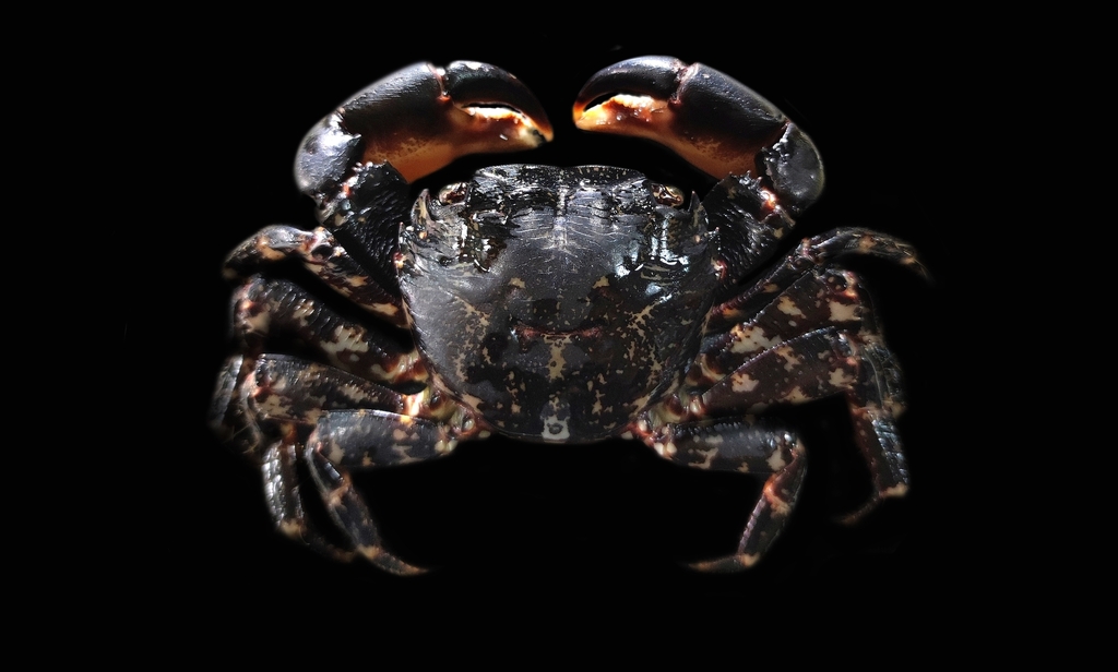 Marbled Crab
