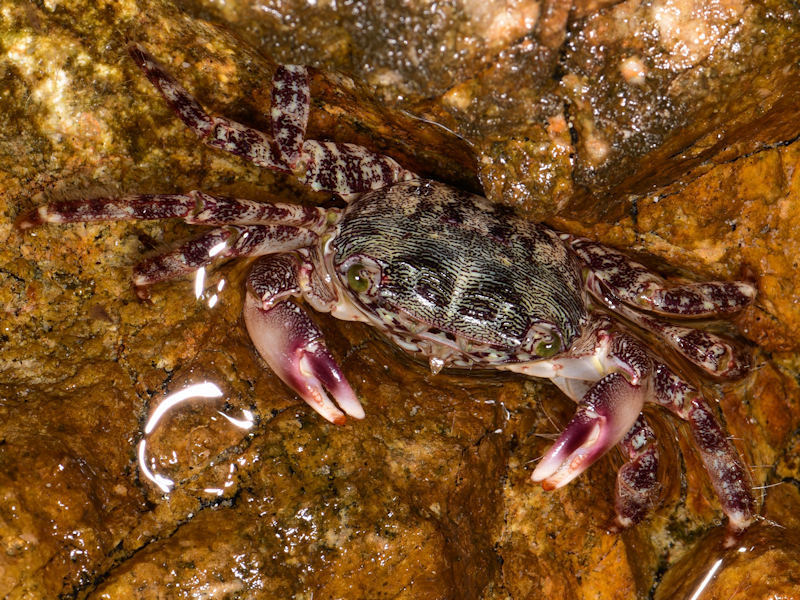Marbled Crab